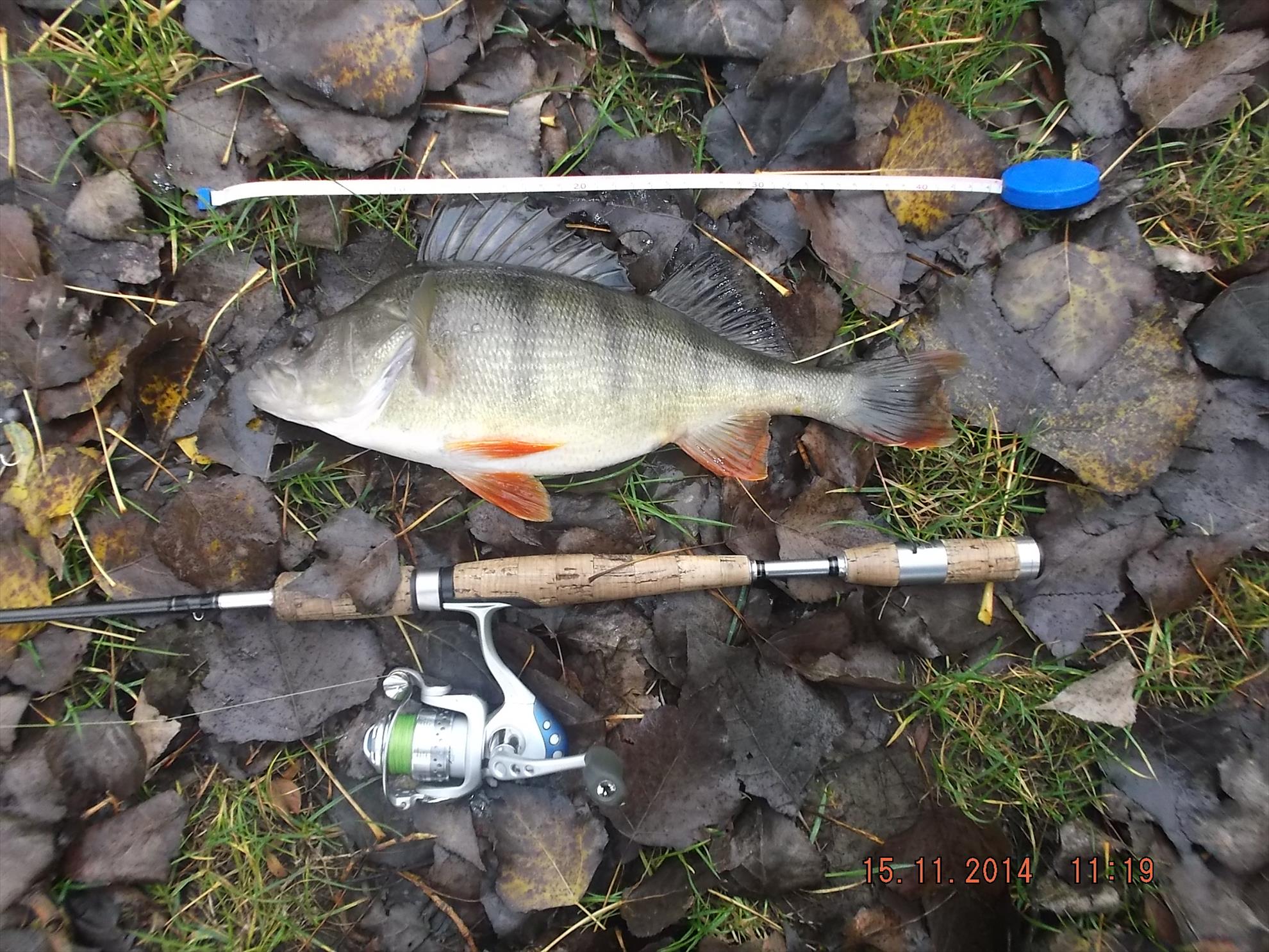 capturi - 1 kg, 42 cm, mann's motoroil 4,5 cm
